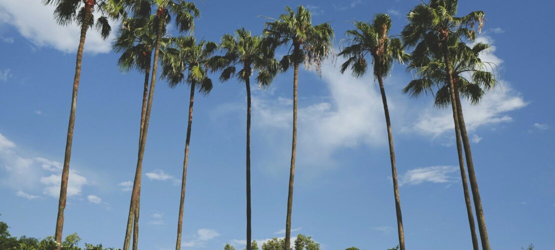 brown and green coconut palm trees under blue sky