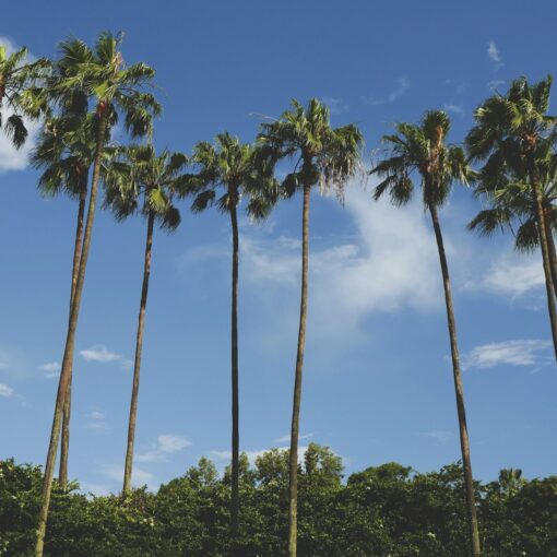 brown and green coconut palm trees under blue sky