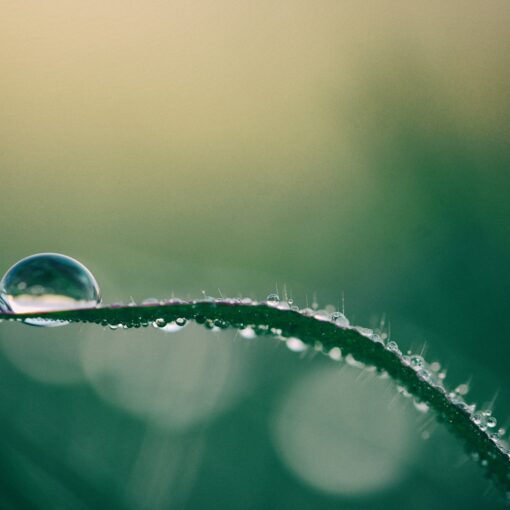 macro photography of drop of water on top of green plant