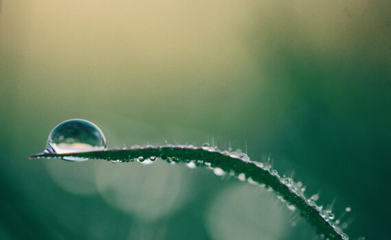 macro photography of drop of water on top of green plant